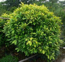 ficus microcarpa 中文